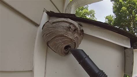 Bald faced hornet nest removal - Affordable Hornet & Wasp Nest removal - Georgia-grown, Family-owned - Pest Control & Nuisance Wildlife company - No Contracts - Give us a call - (678) 935-5900. ... Bald-faced Hornets. We remove these hornets and their hives. European Hornets.